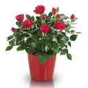 send flower plant to manila in philippines,delivery flower plant to manila in philippines,online order plants to manila in philippines,