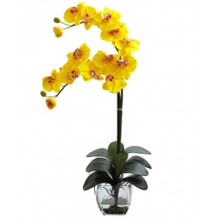 Send orchid Plant to Laguna