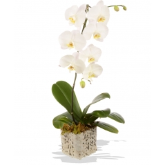 Send white orchids to philippines