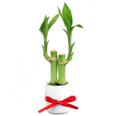 Lucky bamboo delivery To Philippines