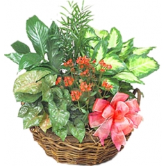 Assorted plants Delivery to Manila Philippines