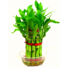2 Layer Good Luck Bamboo Plants Delivery To Philippines