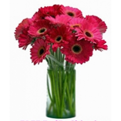 12 Pink Gerbera in Vase Delivery to Manila Philippines
