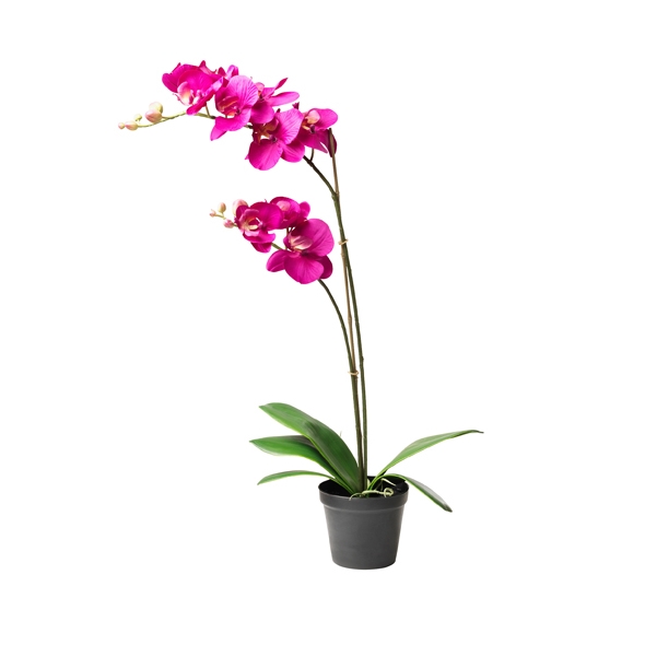 Send pink orchids plant to philippines