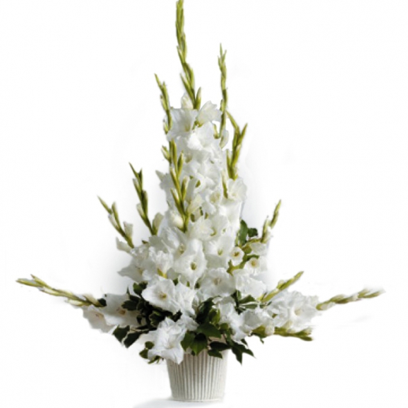 Pure White Gladiolus
