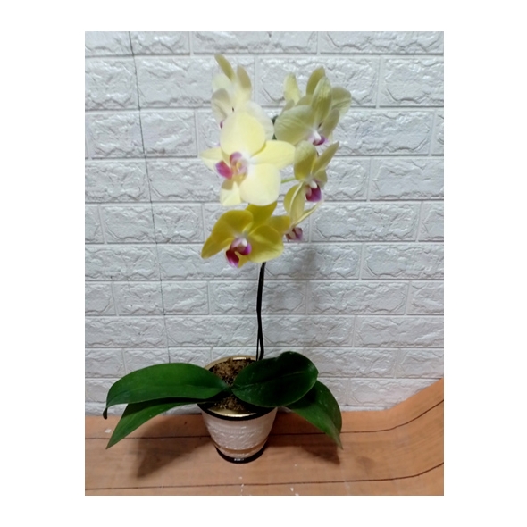 Send Orchid Plant to manila